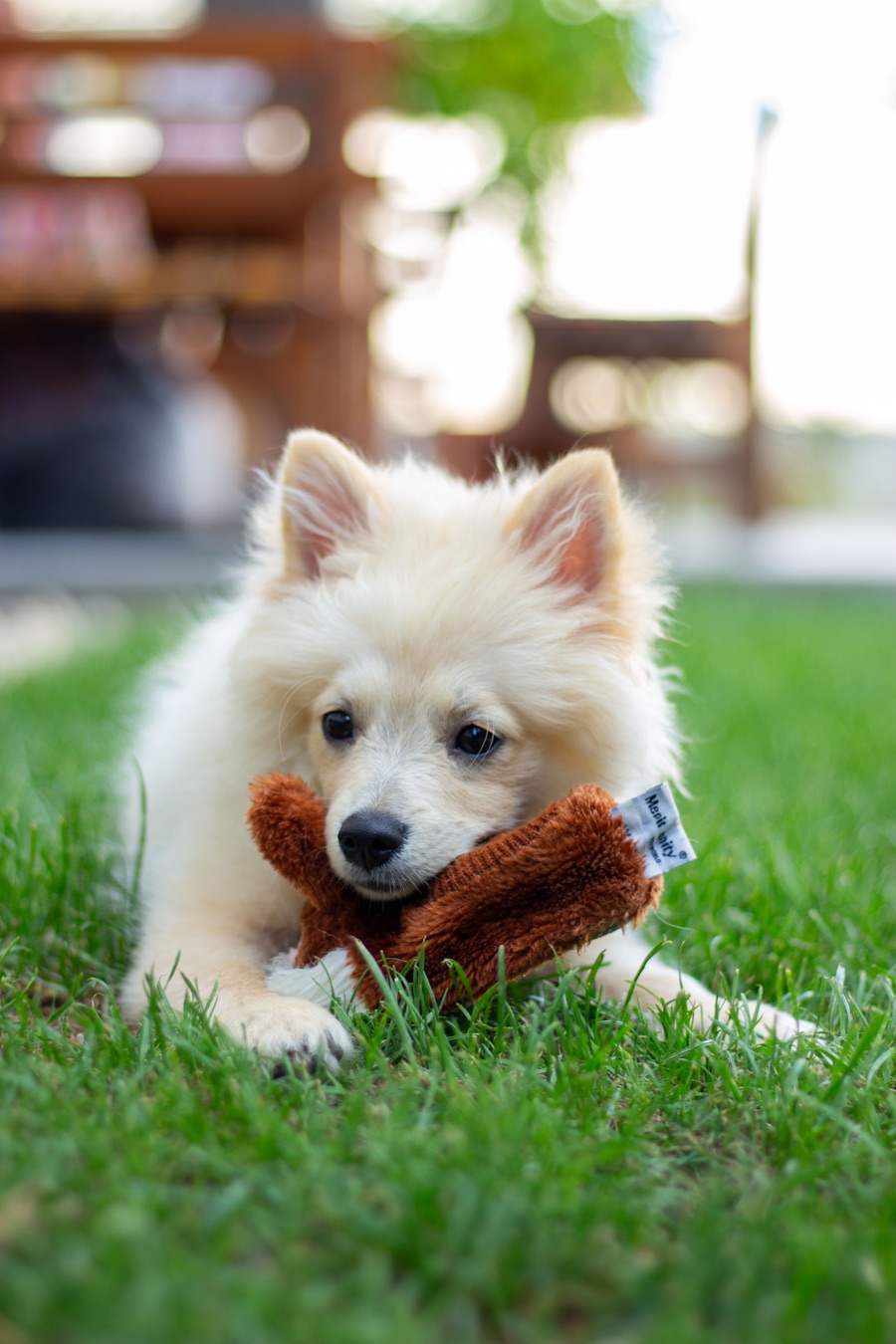 Biely pomeranian s plyšovou hračkou v tráve