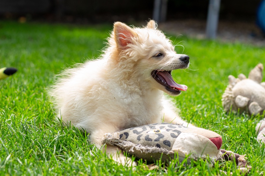 Krémový pomeranian leží v tráve pri hračke