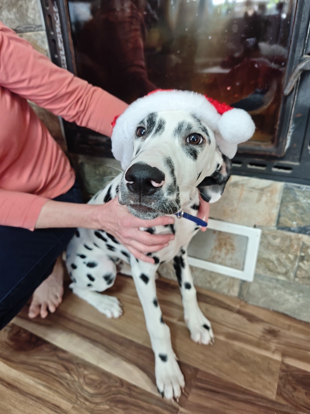Dotty, dalmatín