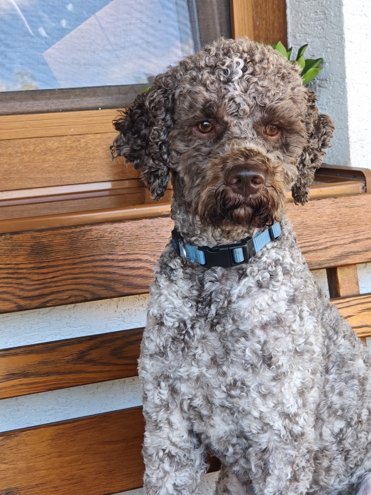 Cookie, lagotto